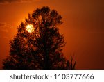 Sunset behind tree