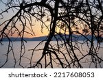 sunset from behind the tree