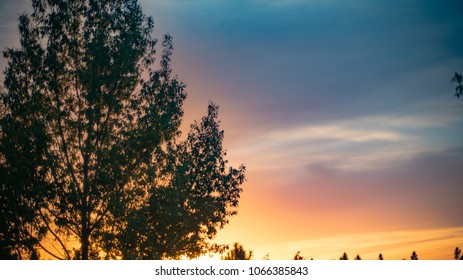 Sunset behind a tree