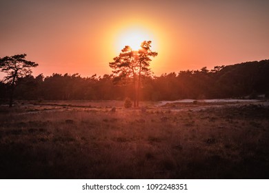 sunset behind a tree