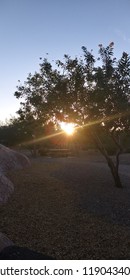 sunset behind a tree