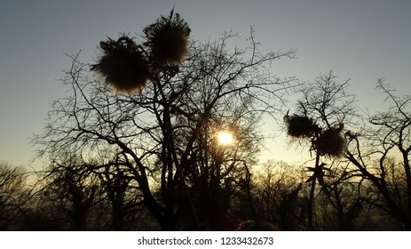 sunset behind a tree 