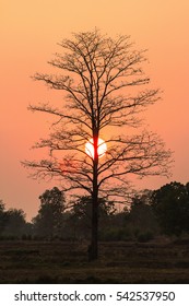 Sunset behind a tree