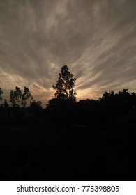 Sunset Behind Tree