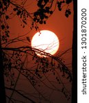 Sunset behind Tree Branch