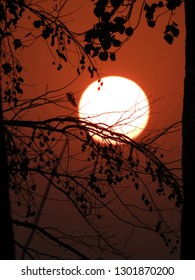 Sunset behind Tree Branch