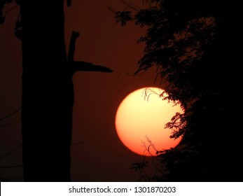 Sunset behind Tree Branch