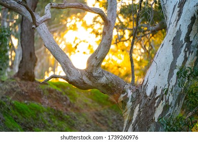 Sunset behind tree branch in forest