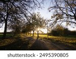 Sunset behind a tree casts long shadows