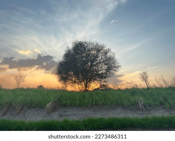 Sunset behind tree with cloudy cloud.