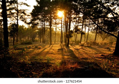 sunset behind tree in the forest