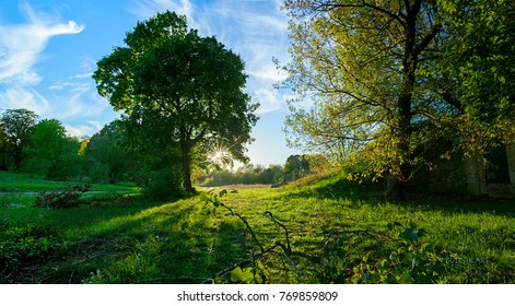 sunset behind tree in the forest