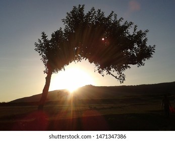 Sunset behind the tree and  Mountain