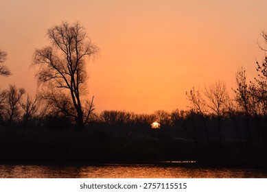 Sunset behind the tree without leaves against the sky in the evening in winter