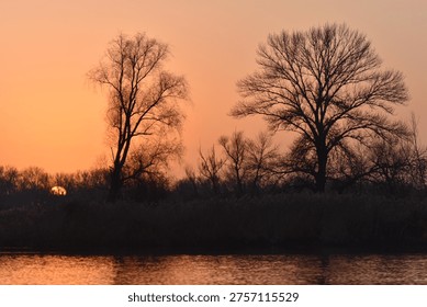 Sunset behind the tree without leaves against the sky in the evening in winter