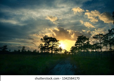 Sunset Behind Trees