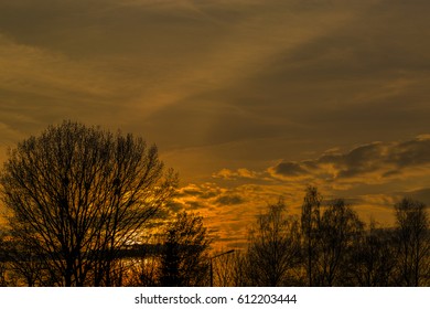Sunset behind trees