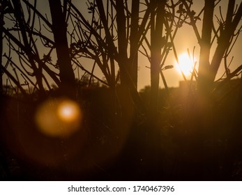 Sunset behind trees in spring time