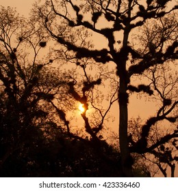 Sunset Behind Trees, Tikal National Park, Guatemala