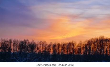 sunset behind the trees in winter 