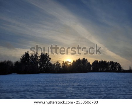 Sunset behind trees in winter time