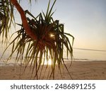 sunset behind the tree.sunset behind the tree