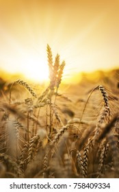 Sunset behind a wheat field.  - Shutterstock ID 758409334