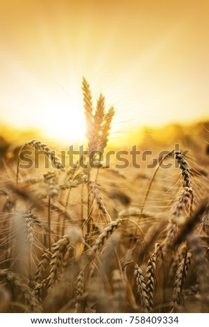 Sunset behind a wheat field. 