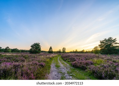 Sunset in between the blooming heather fields in the Lüneburger Heide.