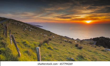 Sunset between sheeps