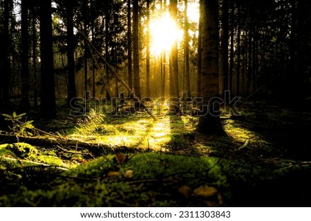 Similar – Image, Stock Photo Pine forest against the light