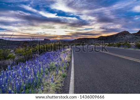 Sunset in Big Bend with blue bonnets and desert plants lit along the road