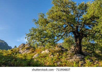 Sunset, big tree