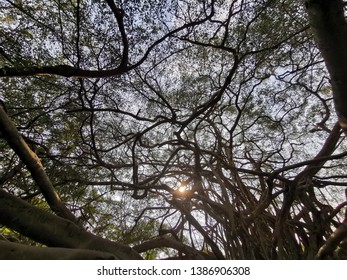 sunset bigtree have many root