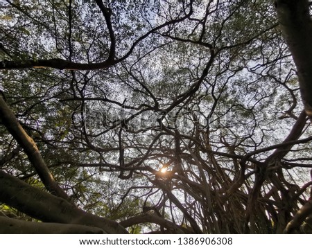sunset bigtree have many root