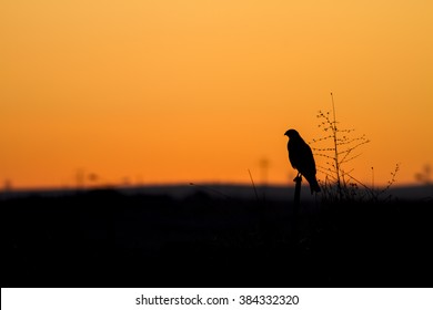 Sunset and bird of prey. Bird: Buzzard. Buteo buteo. Sunset orange black nature background. - Powered by Shutterstock