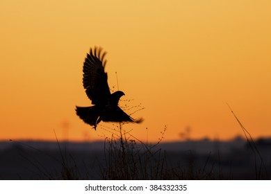 Sunset and bird of prey. Bird: Buzzard. Buteo buteo. Sunset orange black nature background. - Powered by Shutterstock