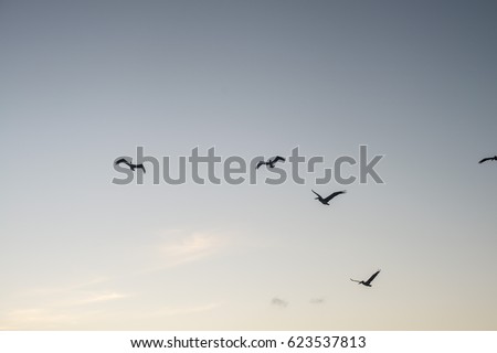 sunset and birds