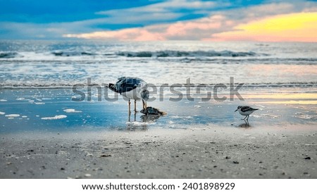 Sunset Birds Fish Seagull Redington Beach, Florida, Original photo by Christy Mandeville