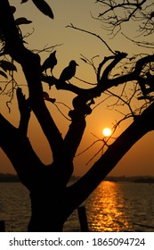 Sunset with birds in marine drive kochi