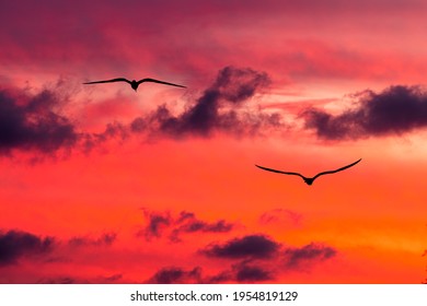 Sunset Birds Uplifting Inspirational Journey