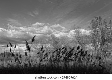 sunset in black and white