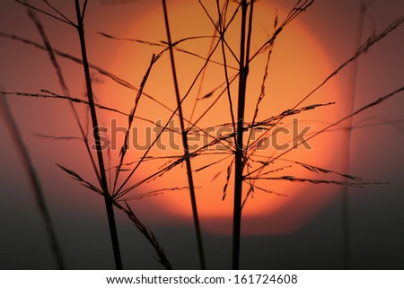 Similar – Image, Stock Photo Evening Hour has gold in its mouth.