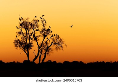 sunset in botswana, vulture roost, tree silhouette with vultures, orange sunset with lone tree and vultures, Okavango delta sunset - Powered by Shutterstock