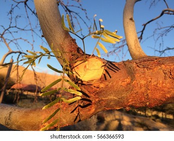 Sunset branch