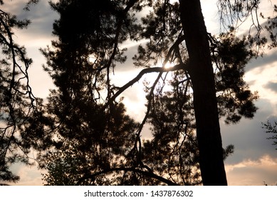 Sunset in the branches of a pine. Golden clouds in the sky among pine needles.