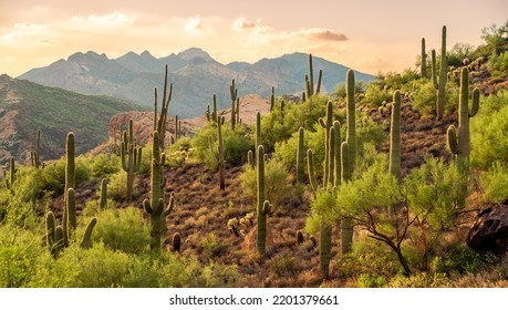 Sunset at Bulldog Canyon in the Sonoran Desert in Apache Junction, AZ in Tonto National Forest