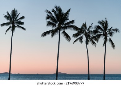 Sunset by the beach palmtrees
