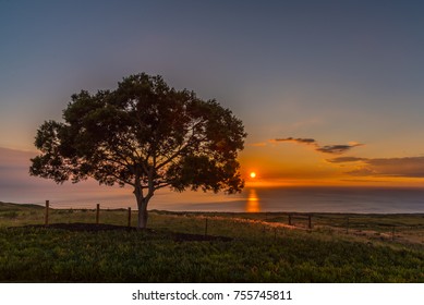 Sunset by the Koa tree
