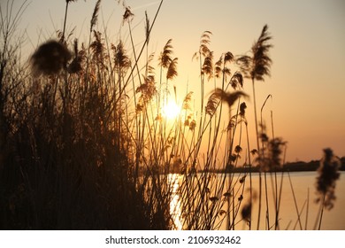 Sunset by a river through grass and reel - Powered by Shutterstock